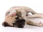 Может ли собака заразиться от человека простудой: болезни животных, причины и лечение